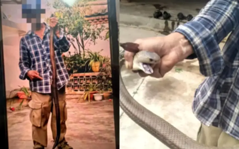 Ông lão bắt rắn hổ mang cực độc bằng tay không suýt mất mạng