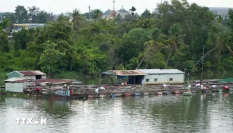 Đồng Nai giải tỏa nuôi cá lồng bè tự phát trên sông