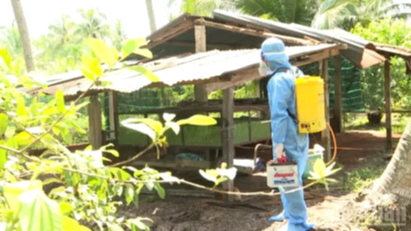Đồng Tháp phát hiện ổ dịch cúm A/H5N1 trên đàn vịt, tiêu hủy toàn bộ gia cầm