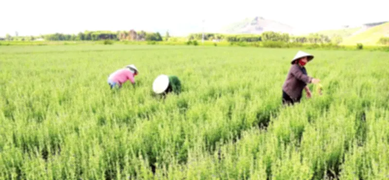 Nghệ An chuyển đổi cây trồng hiệu quả, thích ứng biến đổi khí hậu
