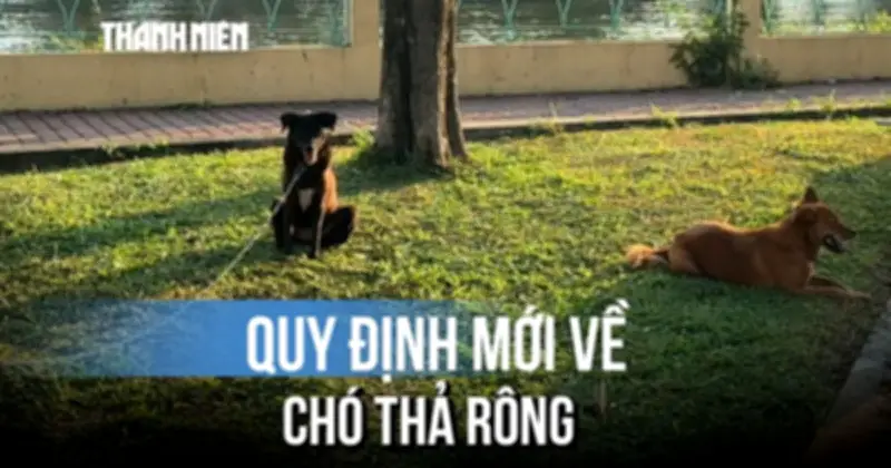 Nghị định 204: Phạt tới 2 triệu đồng nếu thả chó rông nơi công cộng