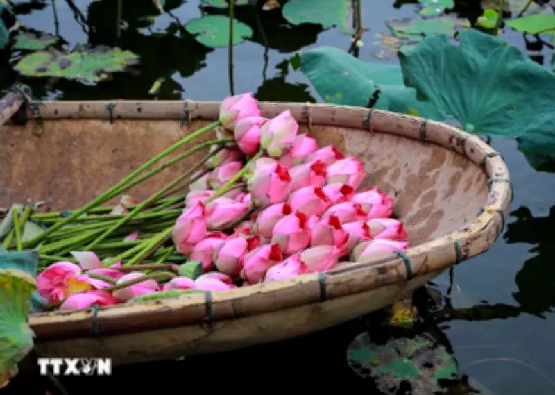 Nghệ thuật ướp trà sen: Tinh hoa ẩm thực Quảng An Tây Hồ