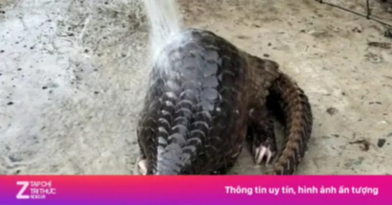 Người dân Huế giao nộp 26 cá thể động vật hoang dã quý hiếm cho kiểm lâm