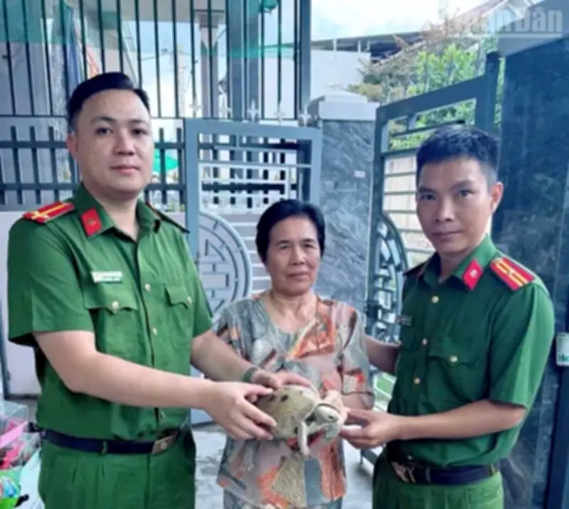 Người dân tự nguyện giao nộp rùa núi vàng quý hiếm cho cơ quan chức năng