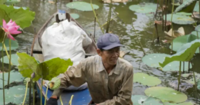 Người duy nhất trồng sen hộ thành hào Huế: Trả 500.000 đồng một buổi vẫn không ai nhận