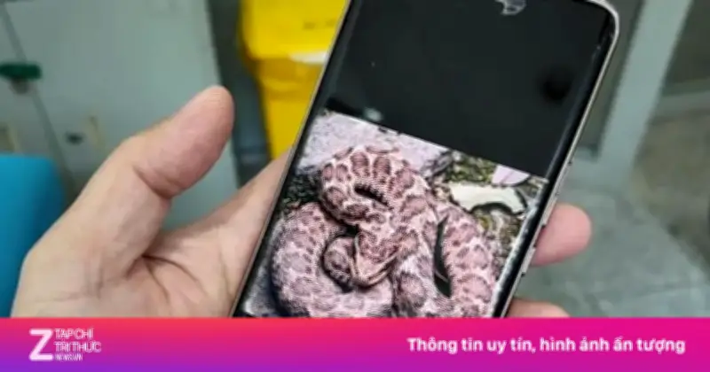 Người đàn ông bị rắn cắn nhờ bình tĩnh sơ cứu, bác sĩ khen ngợi