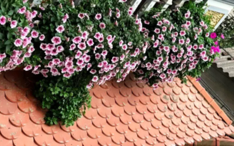 Nhà mặt phố ngày hè nhờ top 9 cây cảnh ban công chống nóng chịu nắng
