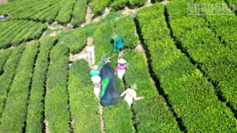 Nhiều bất thường trong quản lý đất đai tại Vinatea Mộc Châu