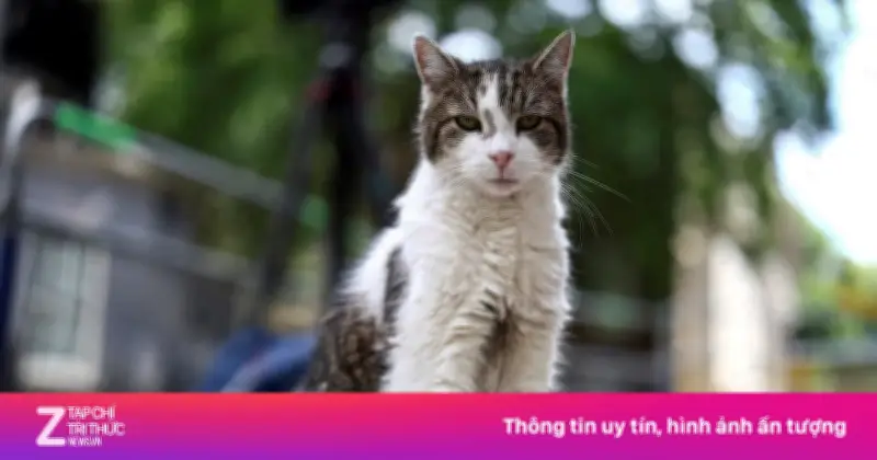 'Đệ nhất mèo' Larry gây chú ý sau khi Thủ tướng Anh từ chức