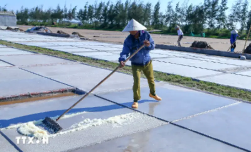 Ninh Bình: Giá muối đầu vụ tăng điểm, dân thêm động lực bám nghề