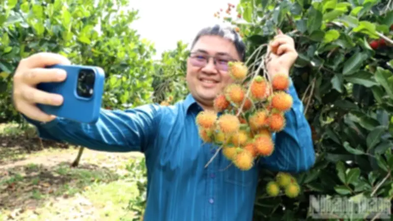 Nông dân Bình Lộc phấn khởi vụ mùa bội thu, kỳ vọng lễ hội trái cây quảng bá thương hiệu