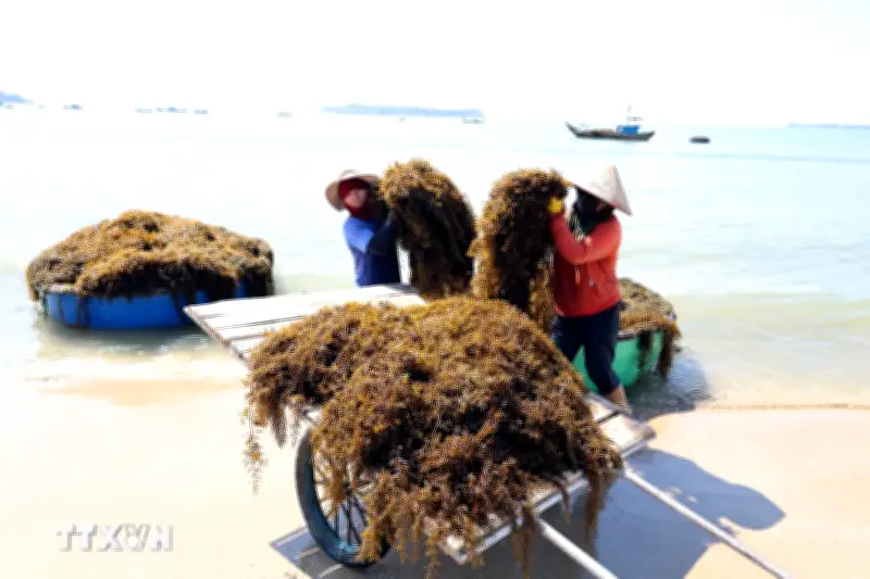 Đà Nẵng: Người dân xã đảo Tam Hải vào vụ thu hoạch thảo dược dưới đáy biển