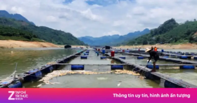 Nắng nóng kéo dài khiến cá tầm chết hàng loạt trên hồ thủy điện Bắc Hà