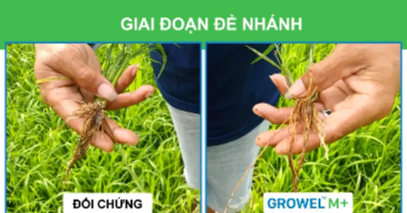 Áp lực từ canh tác lúa 3 vụ và bài toán xử lý rơm rạ bền vững