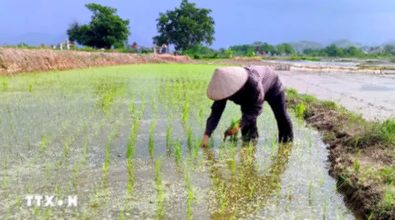Phú Thọ thử nghiệm thành công giống lúa mới cho năng suất vượt trội