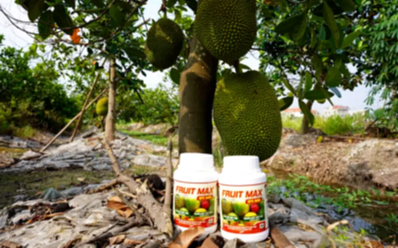 Phân bón FRUIT MAX NPK 8000: Giải pháp nuôi trái nặng ký, đạt chuẩn xuất khẩu