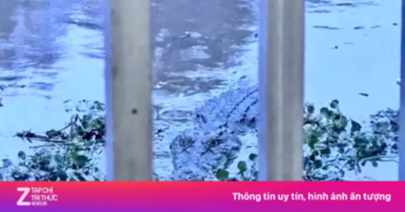 Phạt 7,5 triệu đồng người tung tin cá sấu 80 kg do AI tạo ra