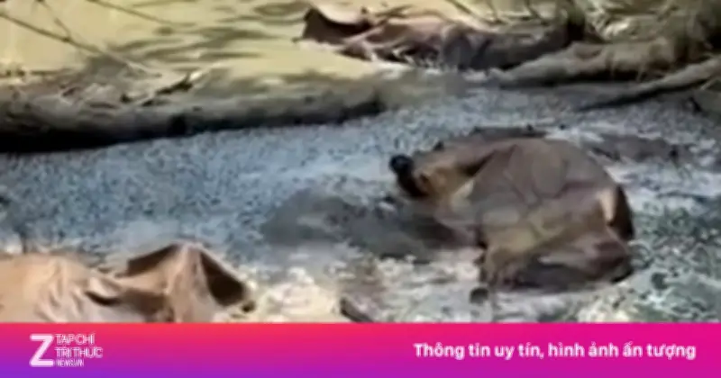 Phát hiện 11 con trâu chết trong rừng tại Huế, nghi do sét đánh