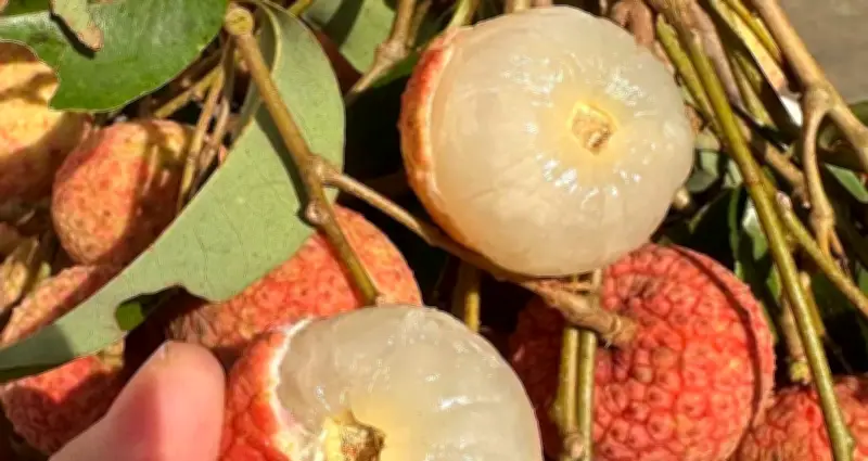 Phát hiện 2 dấu hiệu trên quả vải tuyệt đối không ăn kẻo rước họa