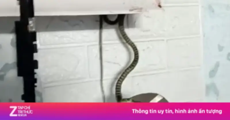 Phát hiện 4 con rắn ẩn nấp trong điều hòa phòng ngủ ở Quảng Ngãi