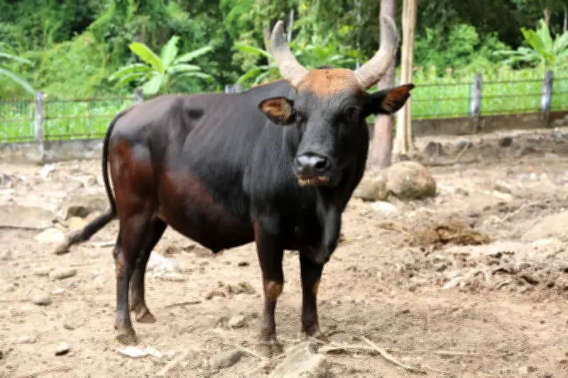 Phát hiện hai con bò tót chết bất thường trong rừng Đồng Nai