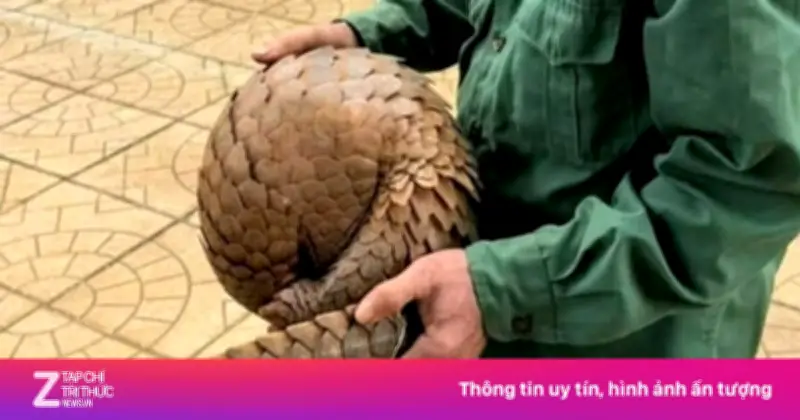 Phát hiện tê tê Java nặng 4kg trong vườn nhà ở Đồng Nai