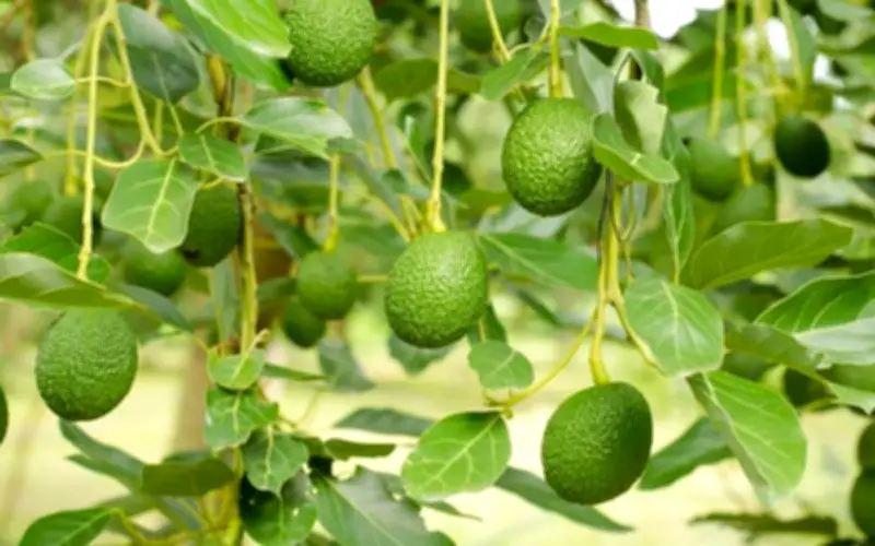 Quả bơ - siêu thực phẩm giàu dinh dưỡng, tốt cho tim mạch và kiểm soát cân nặng