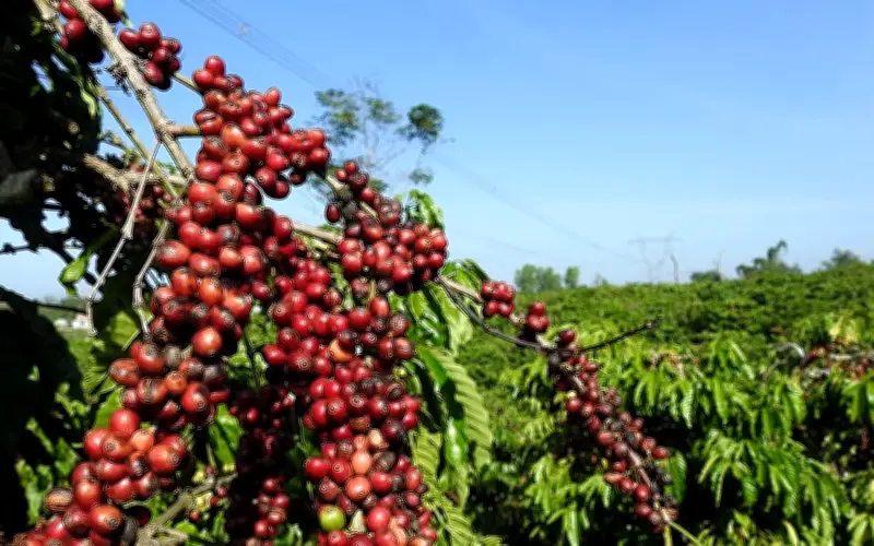 Quỹ bán ròng mạnh, thời tiết Mỹ thuận lợi gây sức ép lên giá đậu tương