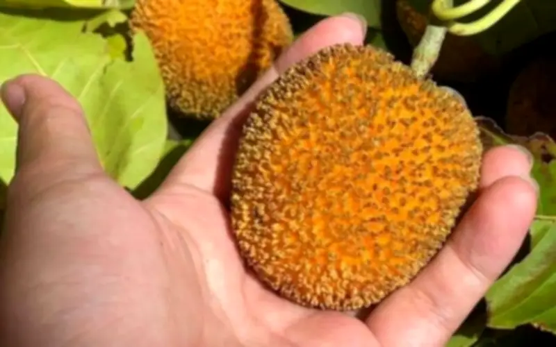 Quả dại mọc đầy bờ rào thành đặc sản 120.000 đồng/kg