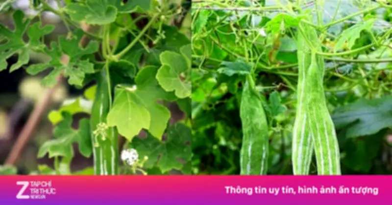 Quả lặc lè: Vị thuốc bổ mát ruột gan, dưỡng tim, ngừa bệnh vặt