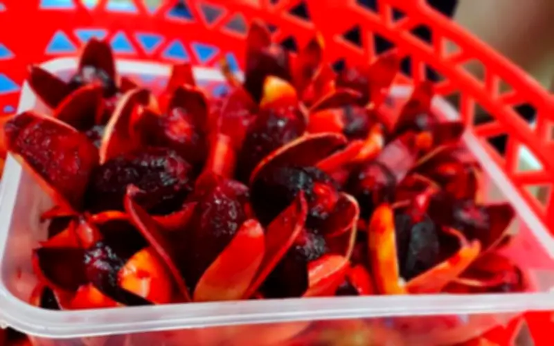 Quả rừng bỏ bờ rào nay thành đặc sản 500.000 đồng/kg
