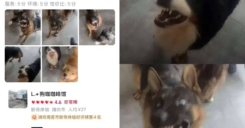 Quán cà phê chó thái độ ở Trung Quốc gây sốt với review 'dữ dằn' nhưng toàn 5 sao