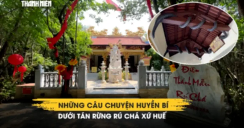 Rú Chá Huế: Chuyện huyền bí dưới tán rừng ngập mặn nguyên sinh