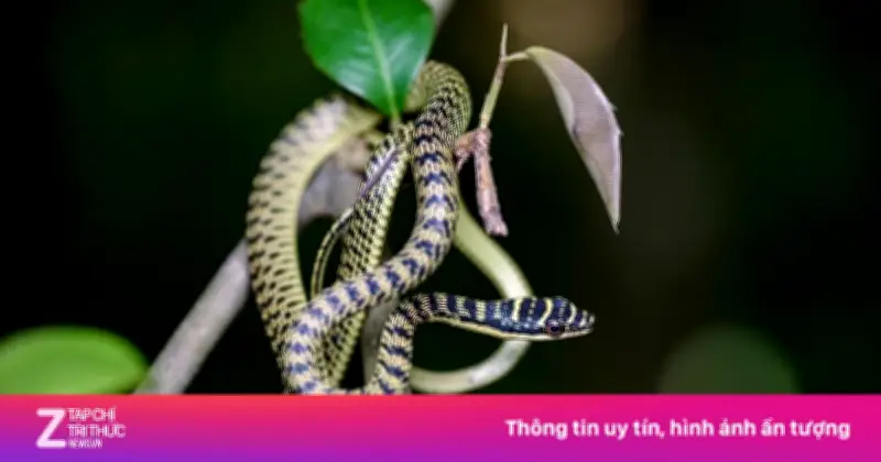 Rắn cườm chui vào máy lạnh: Có độc không và cách phòng tránh