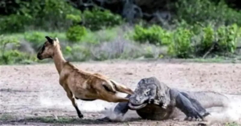 Rồng Komodo: Cỗ máy giết chóc với nọc độc tàn phá máu
