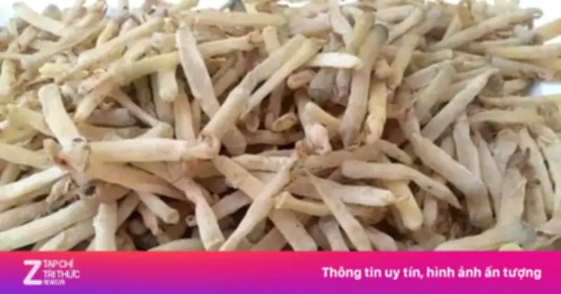 Sá sùng: 'Thần dược' biển cả với vô vàn lợi ích sức khỏe