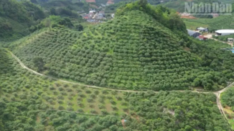 Sơn La: Chuyển đổi xanh trong nông nghiệp nâng cao giá trị nông sản