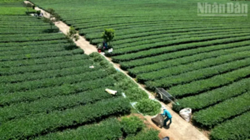 Sơn La khẩn trương rà soát đất đai tại Vinatea Mộc Châu sau phản ánh của Báo Nhân Dân