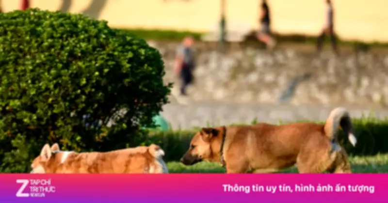 Từ 1/8/2026, phạt tới 2 triệu đồng nếu để chó ra đường không rọ mõm