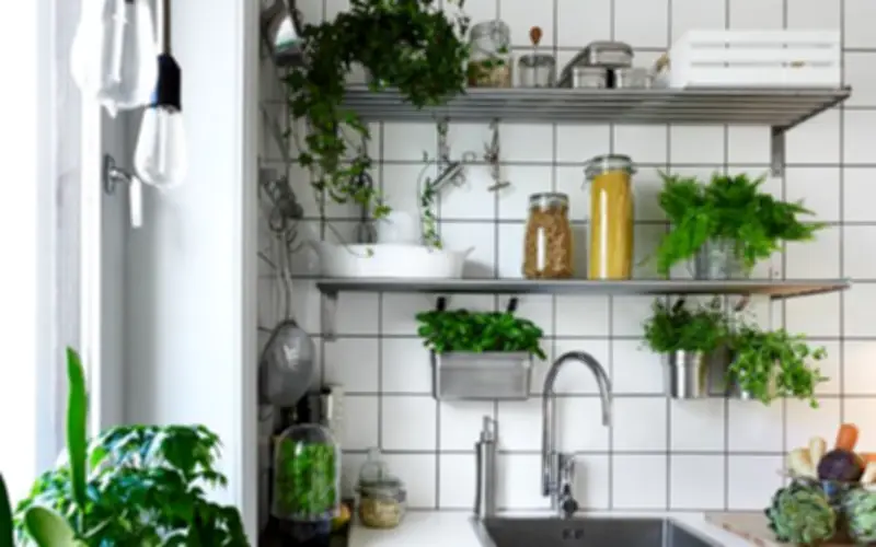 Đặt 4 loại cây phong thủy này trong bếp gia chủ tự nhiên đón lộc đời đời