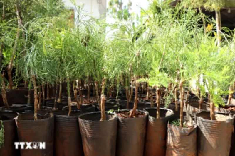 Tổ chức vi phạm sản xuất buôn bán giống cây trồng bị phạt đến 100 triệu đồng