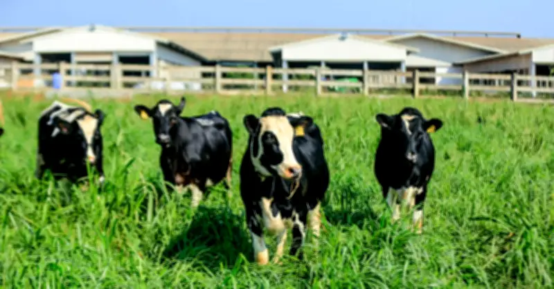 TH True Milk muốn huy động 1 tỷ USD: Thương vụ tỷ đô có thành công?