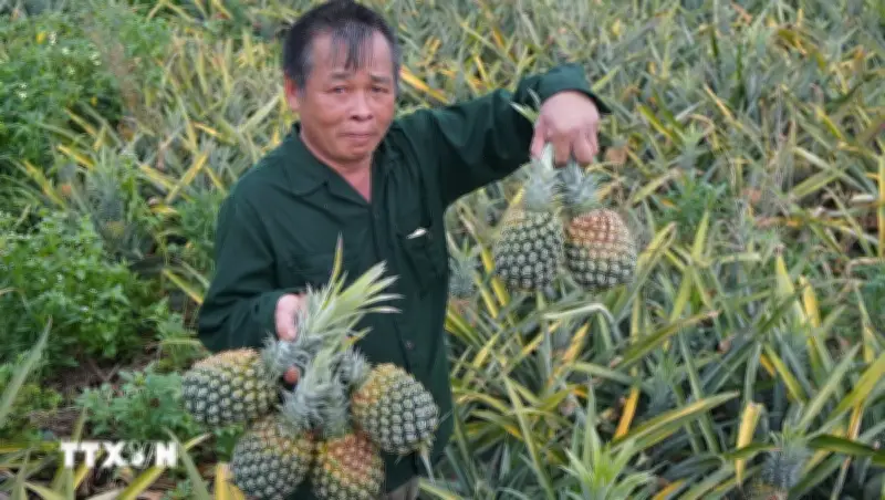 Thanh Hóa: Chín đô đời giá giảm sâu, người dân lao đao