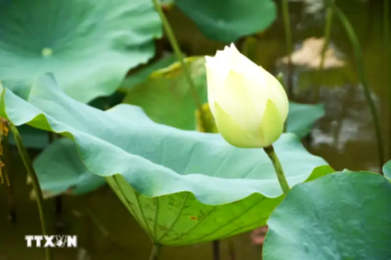 Thanh Khiết Tịnh Khôi Mùa Sen Trắng Ở Cố Đô Huế