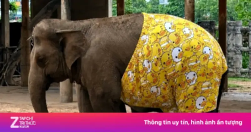 Thực hư voi, hươu cao cổ ở Thảo Cầm Viên 'mặc quần vịt vàng' do AI tạo