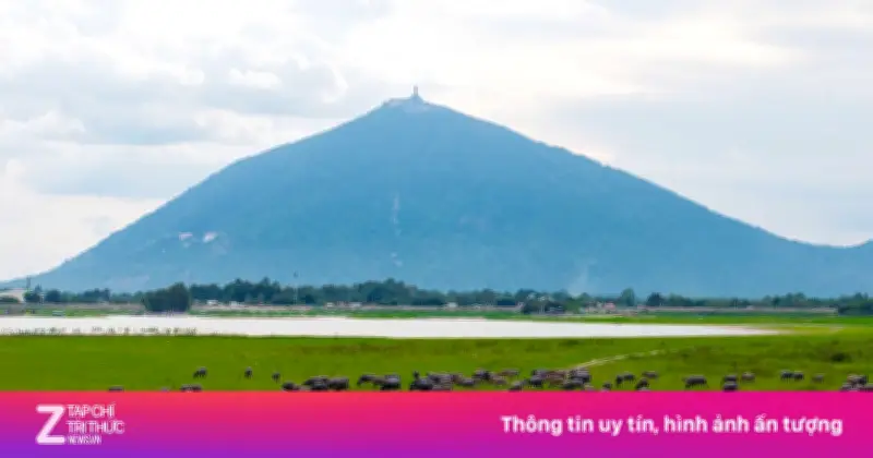 Thảo nguyên xanh ngút mắt dưới chân núi Bà Đen khi hồ Dầu Tiếng cạn