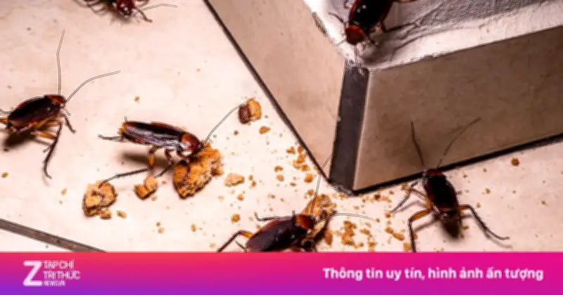 Thấy một con gián trong bếp: Chuyên gia cảnh báo ổ gián lớn đang ẩn nấp