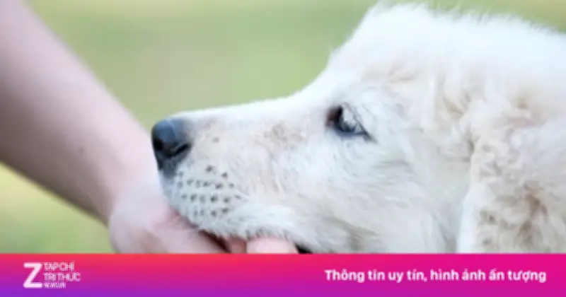 Đã tiêm vaccine dại có cần tiêm lại khi bị chó cắn?
