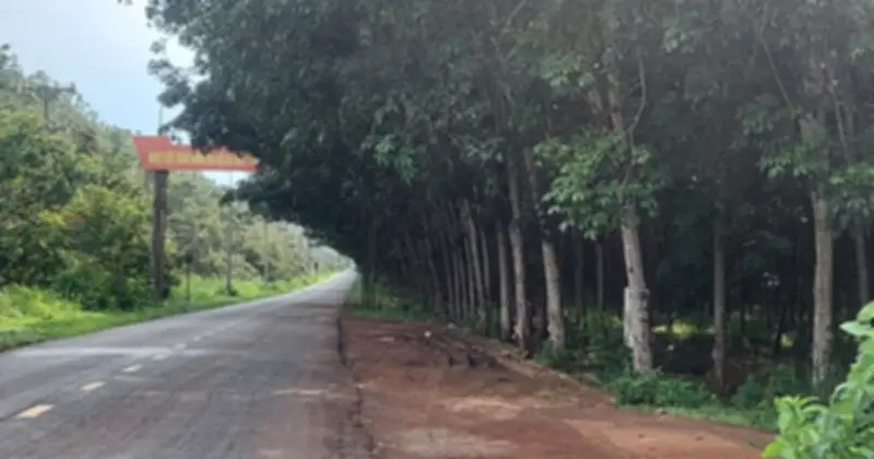 Tàn phá cây chè Tam Đường: Hàng trăm gốc chè cổ thụ bị đốn hạ