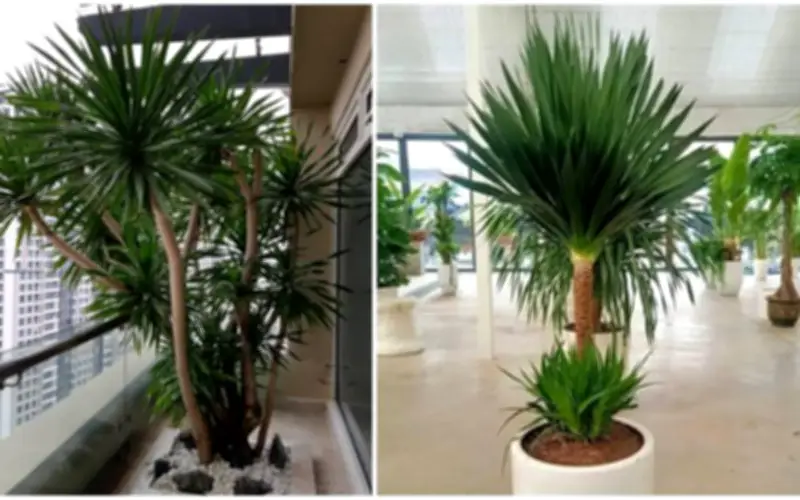 Top cây cảnh quốc dân cỡ lớn giới nhà giàu săn đón, nhà bạn có chưa?